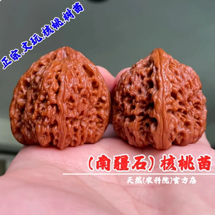 涿鹿南疆石文玩核桃树苗盆栽正三角凹底狮子头麻核桃苗南北方种植