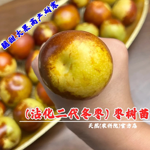沾化冬枣二代树苗盆栽活苗特大嫁接脆甜山东冬枣苗树南方北方种植