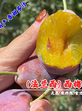 新疆法兰西西梅苗嫁接西梅树树苗盆栽庭院地栽南北方种植当年结果