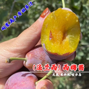 新疆法兰西西梅苗嫁接西梅树树苗盆栽庭院地栽南北方种植当年结果