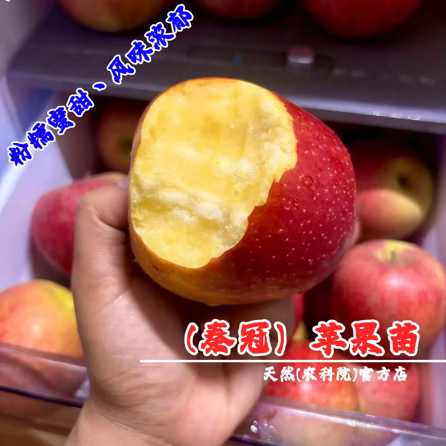 嫁接水红秦冠苹果树苗脆甜粉面苹果苗南北方庭院盆栽地栽当年结果