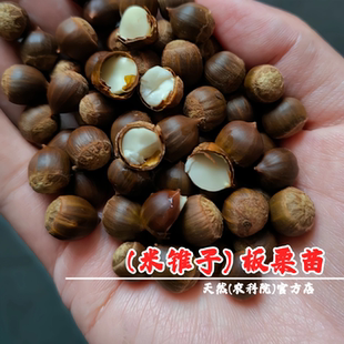 野生小锥栗米锥子树苗勾圆子中华锥毛栗子树刺锥板栗苗南北方种植