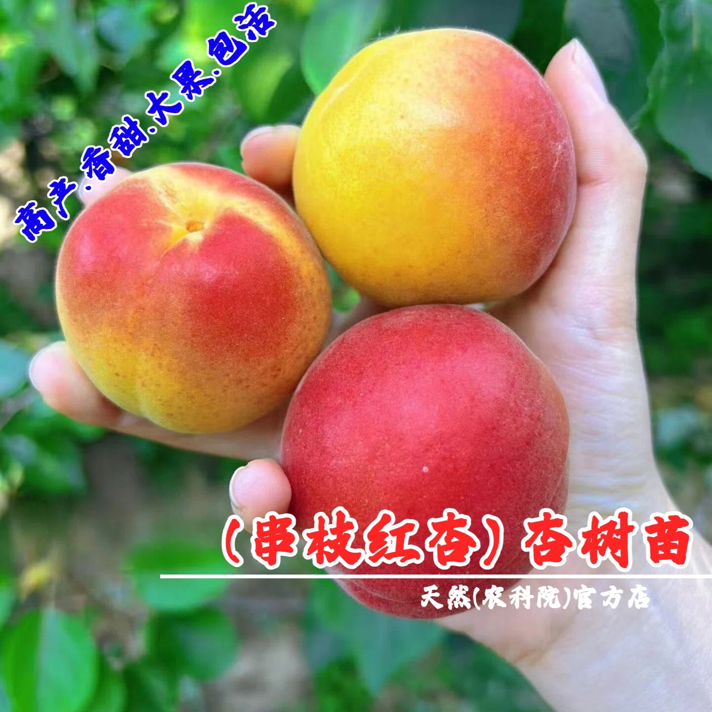 河北串枝红杏树苗嫁接特大红杏苗盆栽庭院甜酸杏子树南方北方种植