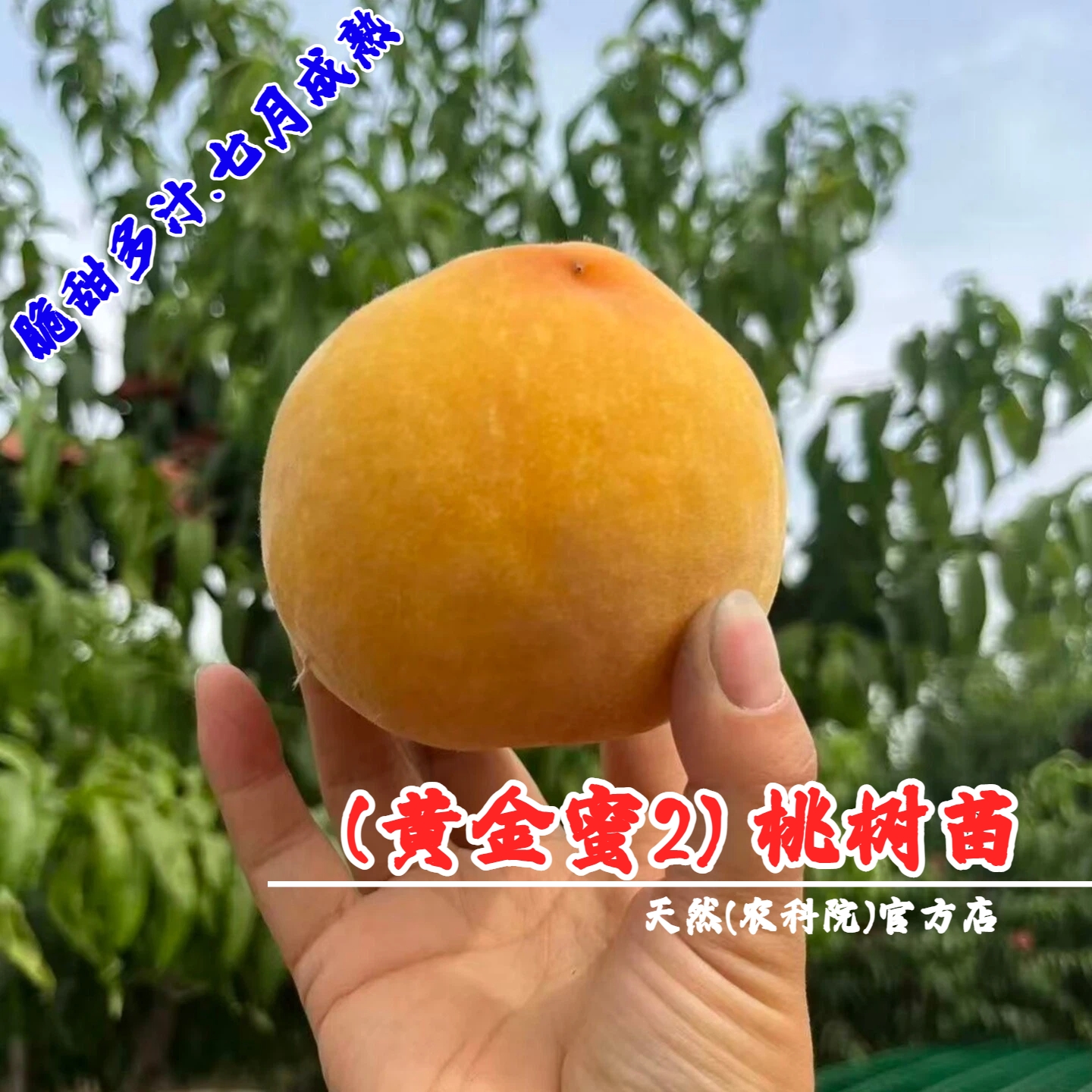 嫁接特大脆甜黄二黄桃树苗黄金蜜2号黄桃苗庭院盆栽南方北方种植