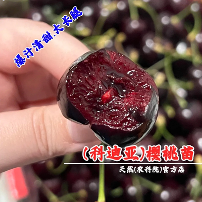 晚熟Kordia科迪亚车厘子苗樱桃树苖嫁接矮化大樱桃树苗南北方种植