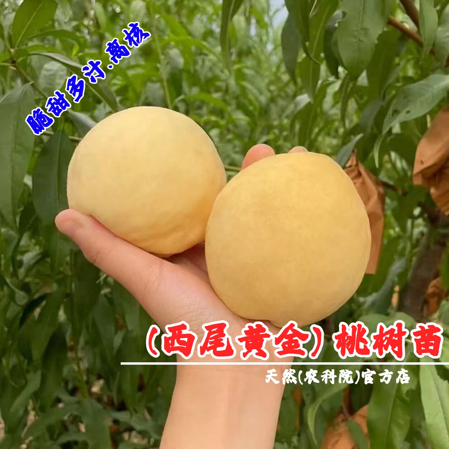 西尾黄金黄桃苗晚熟黄金脆黄桃树苗嫁接特大脆甜庭院南方北方种植