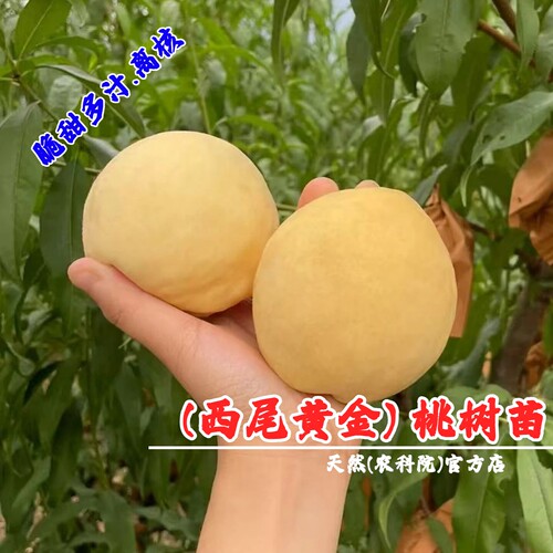 西尾黄金黄桃苗晚熟黄金脆黄桃树苗嫁接特大脆甜庭院南方北方种植