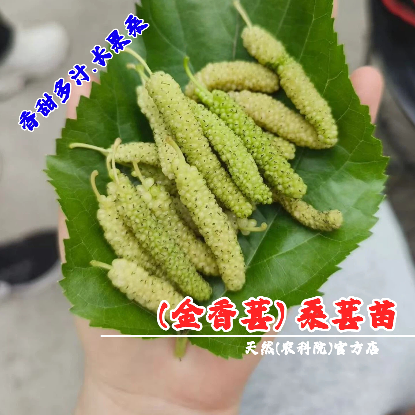 香金葚桑葚树苗香金蜜白色长果桑盆栽地栽耐寒甜桑葚苗南北方种植