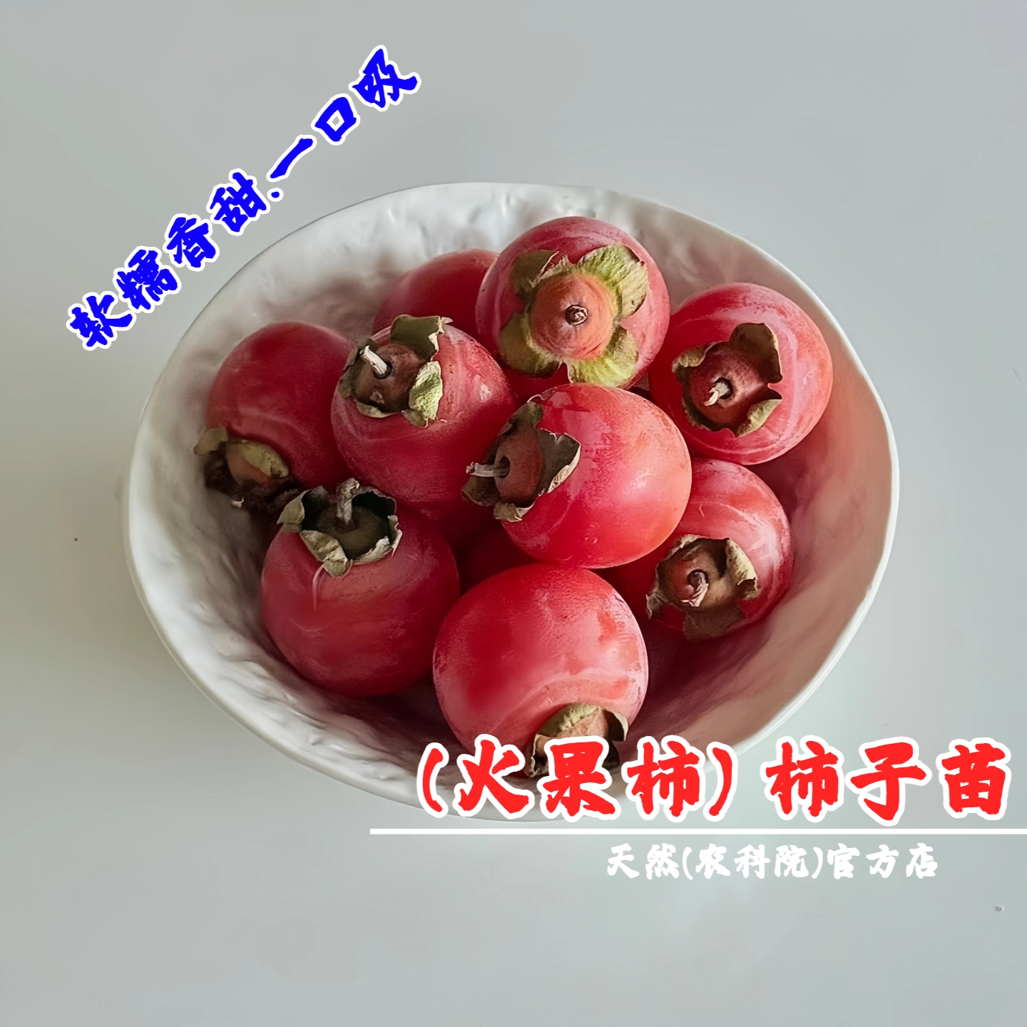 薄皮小火果软甜柿子树苗火罐火晶无籽红灯笼柿子苗树盆栽地栽柿树