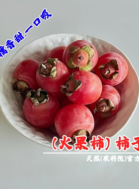 薄皮小火果软甜柿子树苗火罐火晶无籽红灯笼柿子苗树盆栽地栽柿树