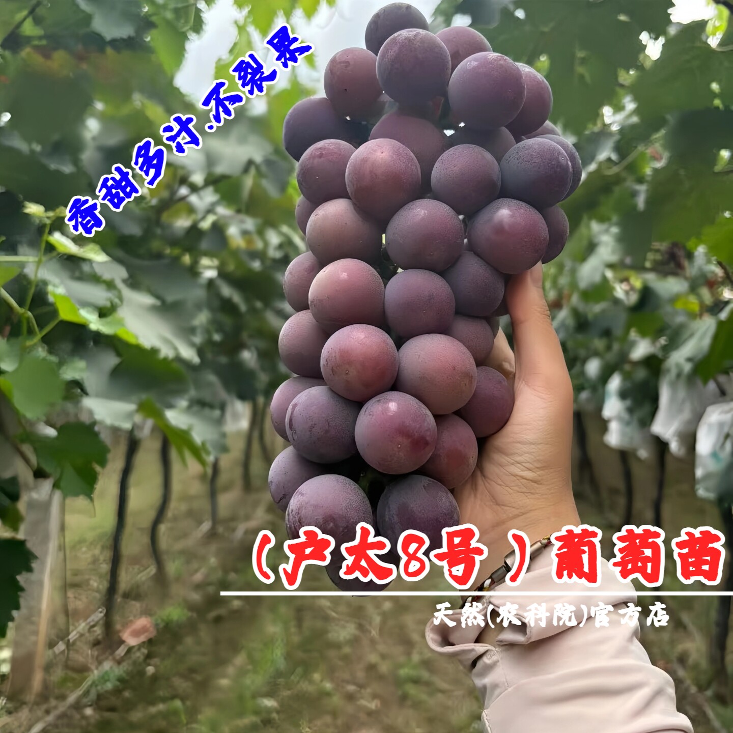 嫁接户太8号葡萄树苖南北方庭院种植爬藤沪太八号葡萄苗盆栽地栽