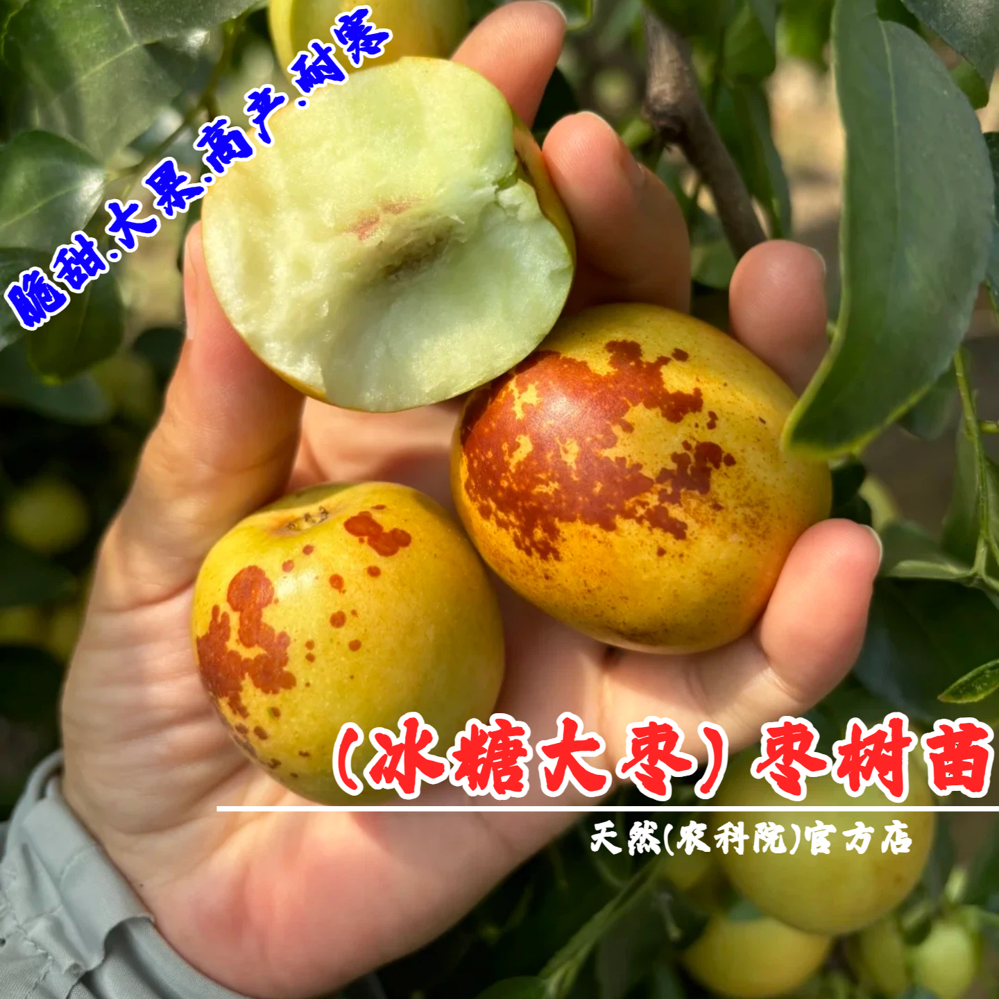 冰糖枣树苗嫁接冬枣苗脆甜大枣子活苗盆栽蜜枣苗北方南方庭院种植