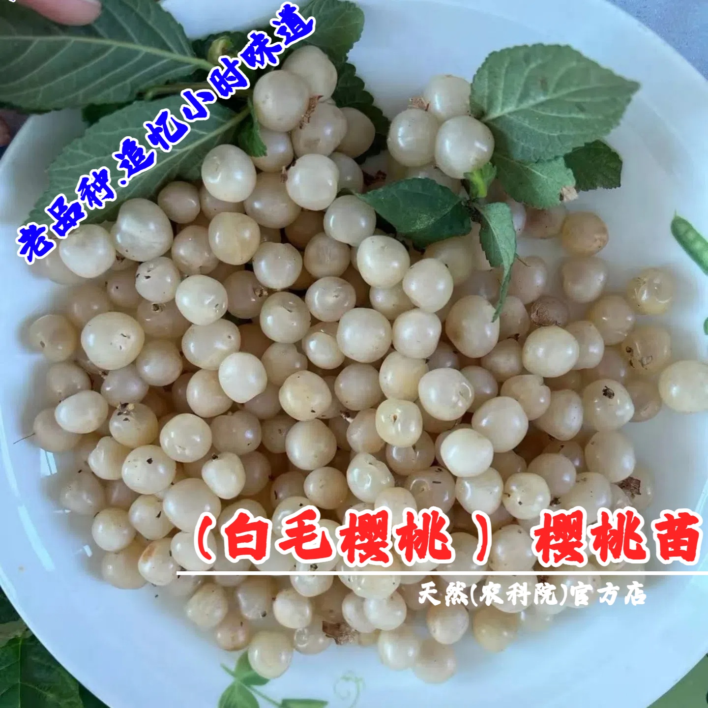 白玉毛樱桃树苖山樱桃树野生白樱桃苗耐寒北南方庭院种植当年结果