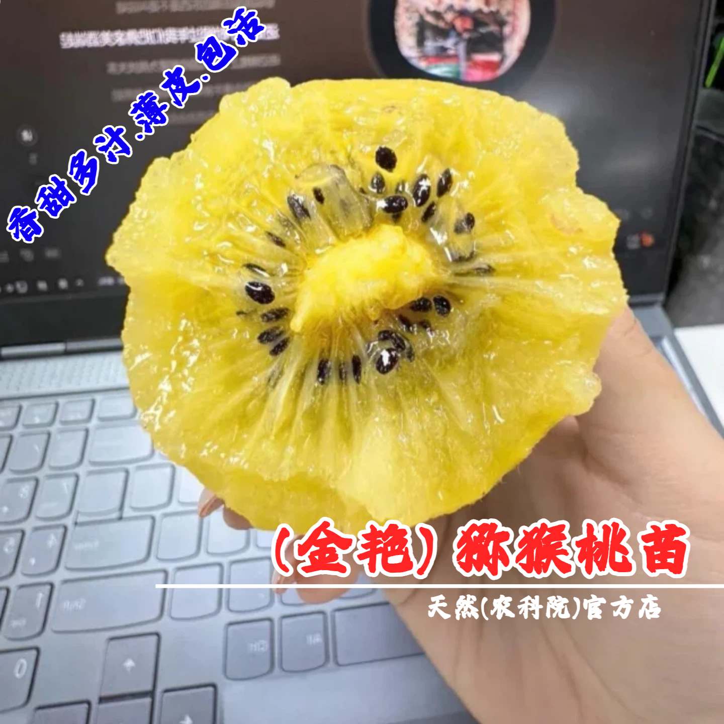 嫁接蒲江金艳猕猴桃树苗黄心黄肉爬藤奇异果猕猴桃苗南方北方种植