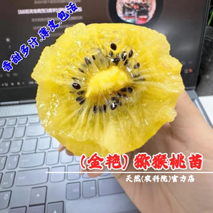 嫁接蒲江金艳猕猴桃树苗黄心黄肉爬藤奇异果猕猴桃苗南方北方种植