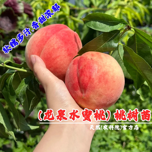 龙泉驿皮球桃水蜜桃树苗桃树果苗盆栽地栽南北方种植桃苗当年结果