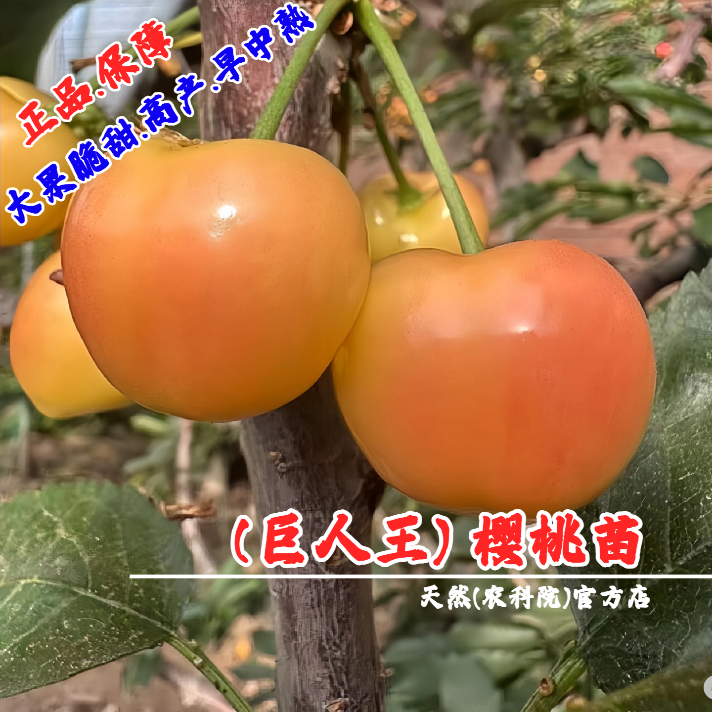 新品种黄金大樱桃车厘子树苗早中熟脆甜巨人王樱桃苗南方北方种植