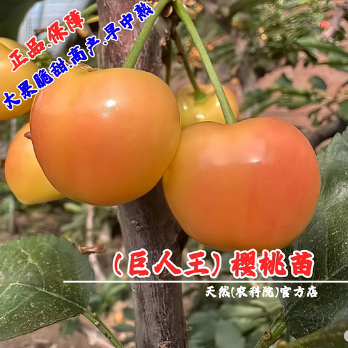 新品种黄金大樱桃车厘子树苗早中熟脆甜巨人王樱桃苗南方北方种植