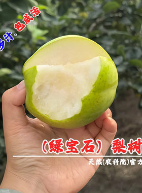 嫁接早熟绿宝石梨苗特大脆甜青皮梨果苗中梨一号梨树苗南北方种植