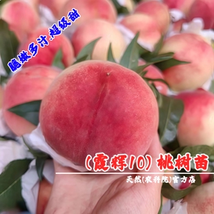 嫁接新品种霞辉10号桃树苗特大脆甜毛桃苗霞晖十水蜜桃南北方种植