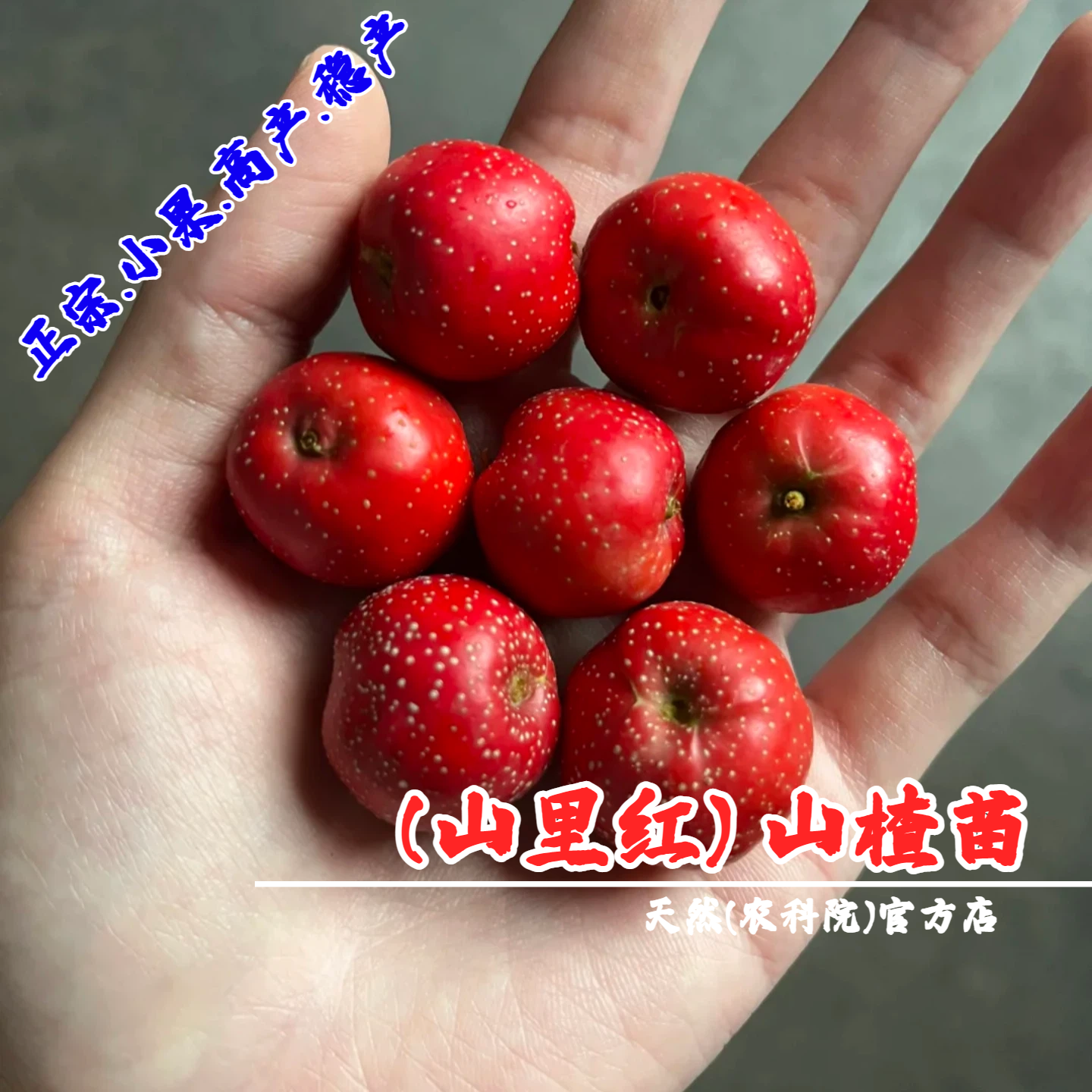 嫁接山楂树活苗甜口山里红山楂苗盆栽庭院果苗南北方种植当年结果