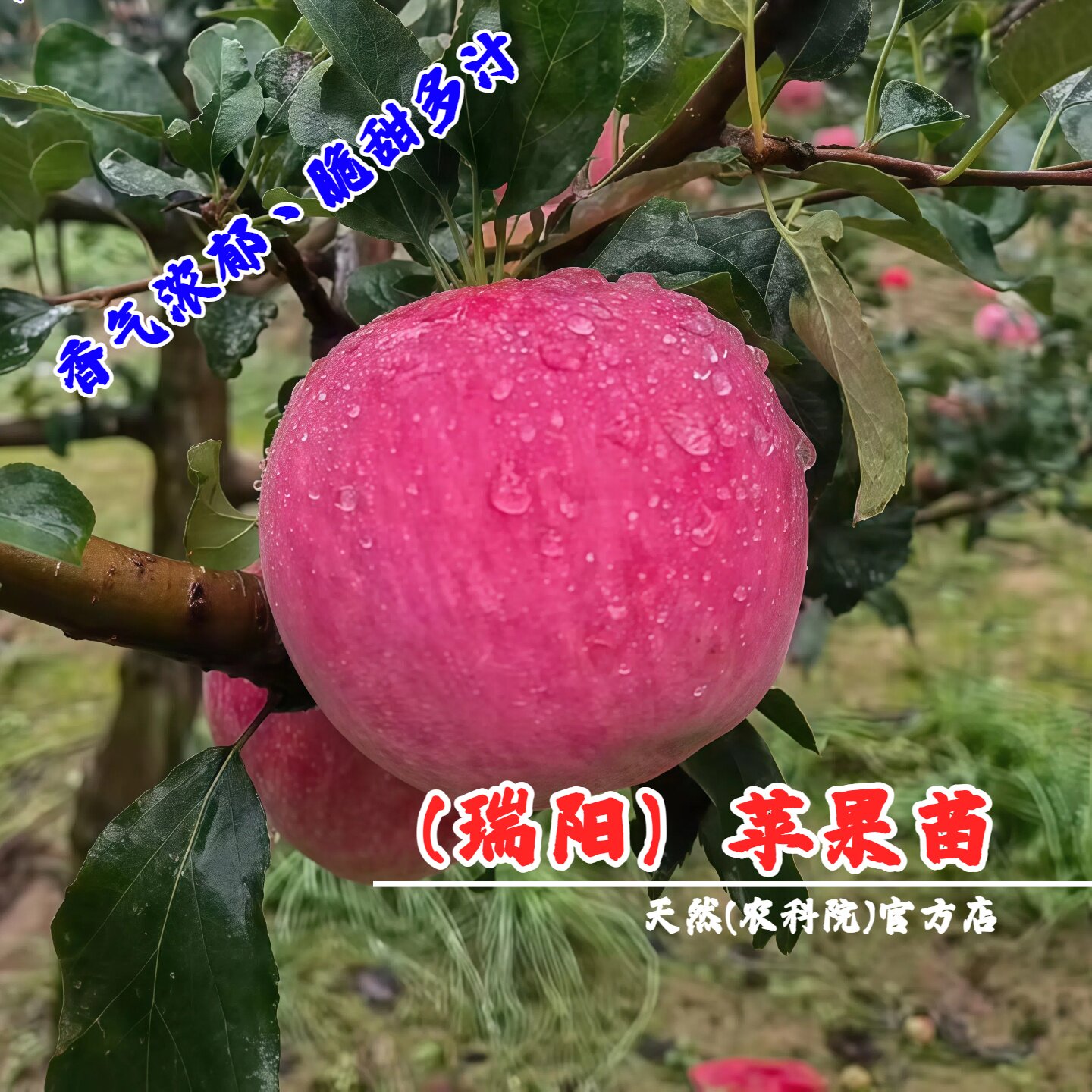 嫁接瑞阳苹果树苗晚熟脆甜寒红苹果苗地栽盆南方北方种植当年结果