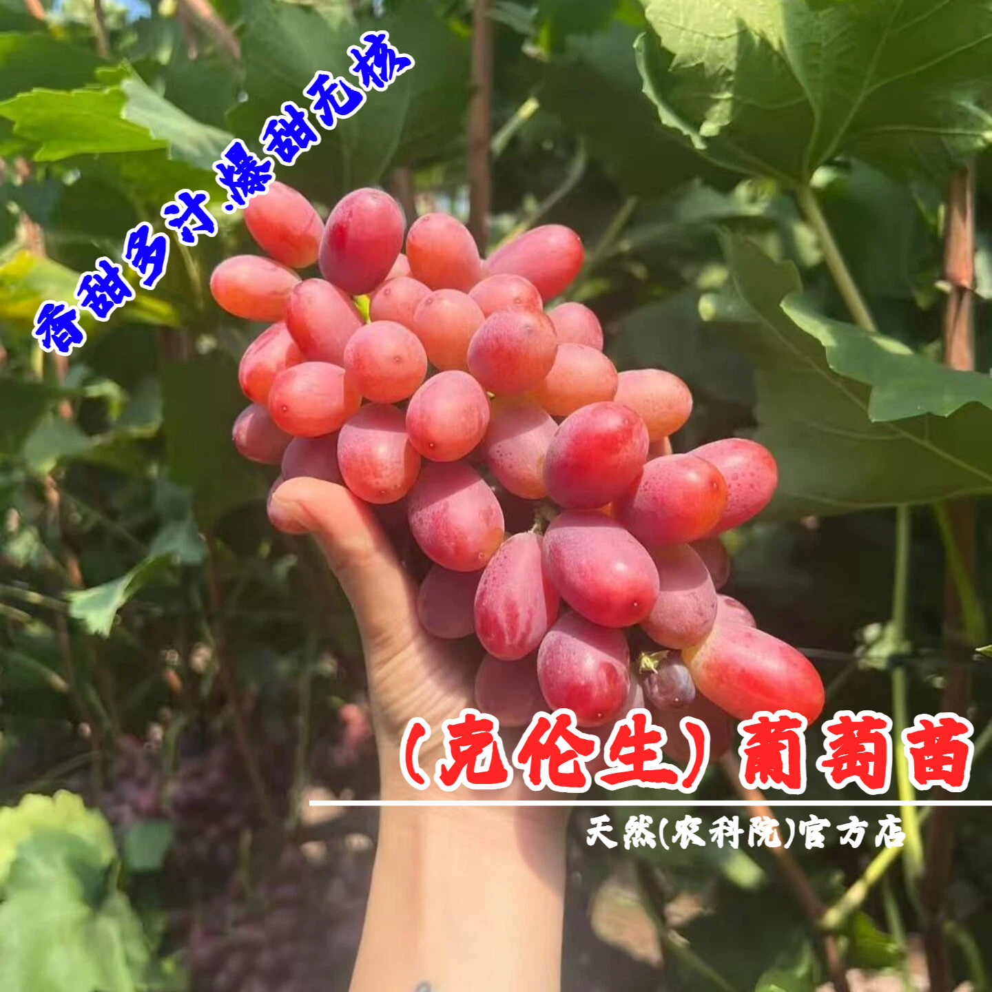 嫁接克伦生葡萄苗克瑞森无籽红提葡萄树苗盆栽庭院爬藤甜提子树苖