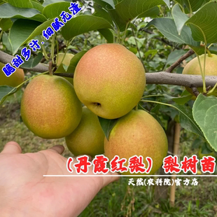 嫁接新品种梨树果苗早熟香梨树苗丹霞红梨苗盆栽地栽南方北方种植