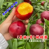 极早熟油桃树果苗嫁接鲁油3号油桃苗4月成熟黄肉油桃苗南北方种植