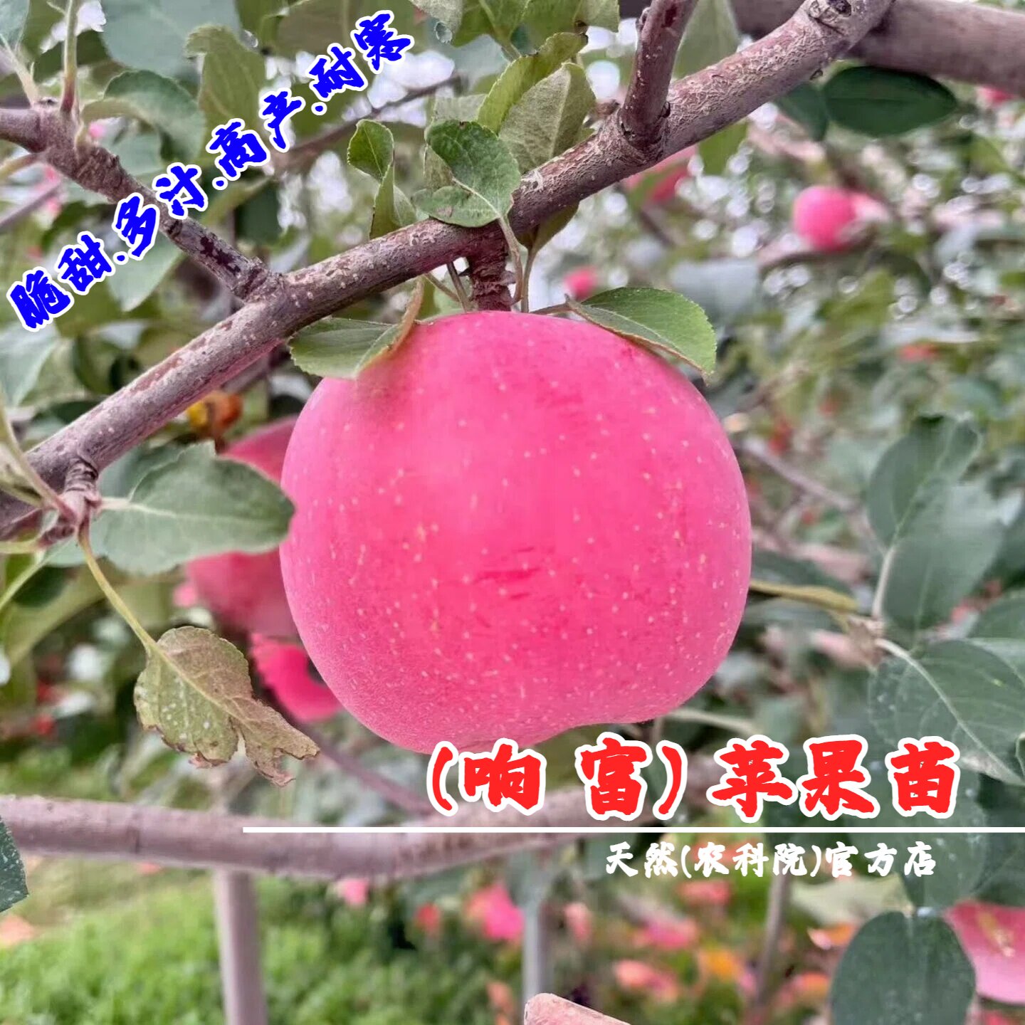 嫁接晚熟全红苹果树苗矮化盆栽庭院特大脆甜响富苹果苗南北方种植