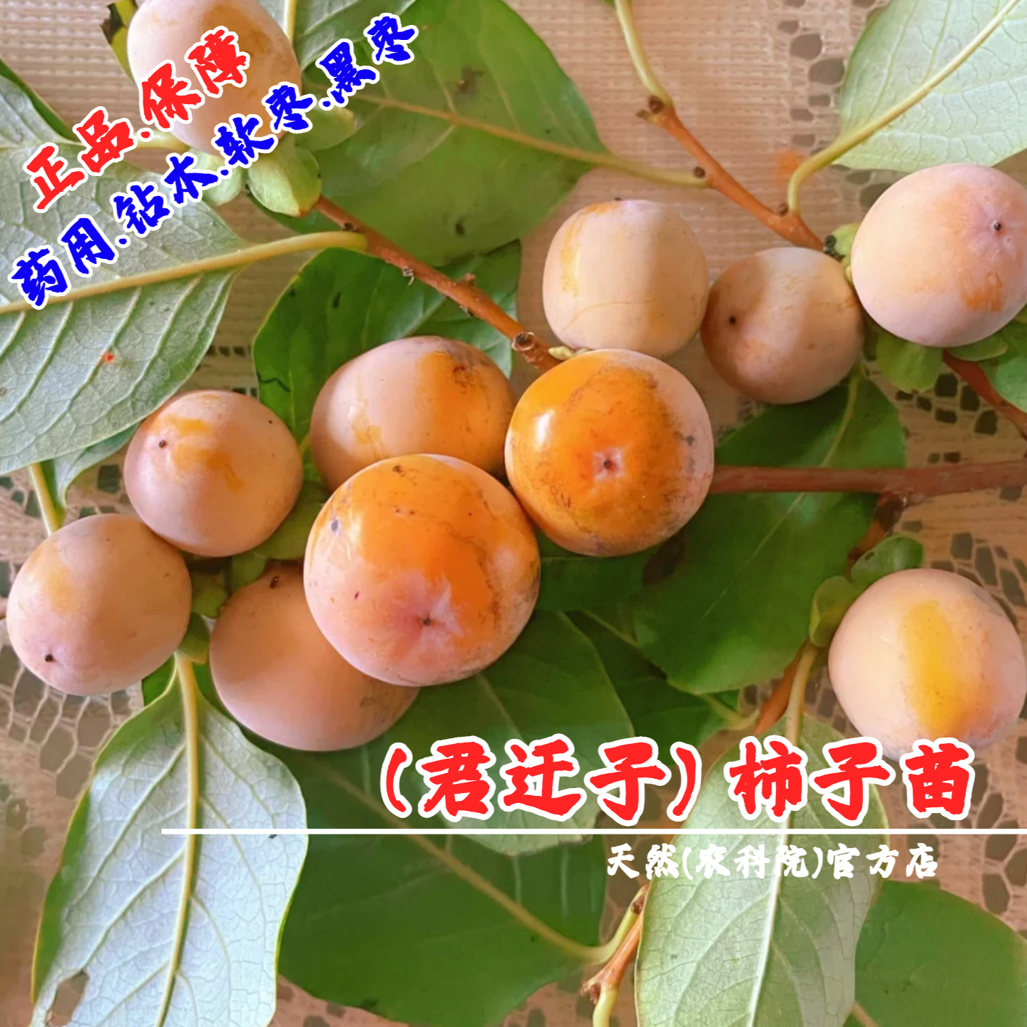 野柿子苗君迁子黑枣果苗牛奶枣软枣小柿子树苗嫁接砧木南北方种植