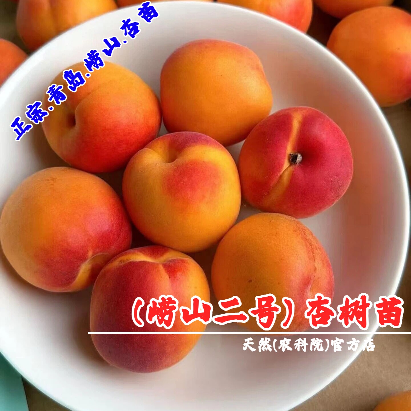 崂山二号杏树苗嫁接青岛蜜杏苗香甜特大杏子树南北方种植当年结果
