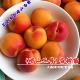 崂山二号杏树苗嫁接青岛蜜杏苗香甜特大杏子树南北方种植当年结果
