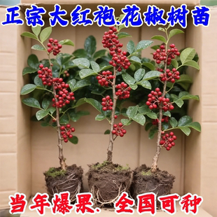 花椒苗树青花椒苗大红袍花椒树苗特大藤椒麻椒苗庭院盆栽当年结果