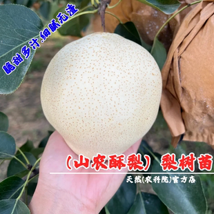 新品种晚熟梨树果苗山东山农酥梨树苗特大盆栽地栽梨苗南北方种植