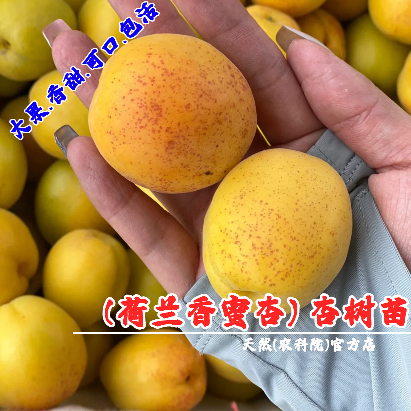 嫁接荷兰香蜜杏树苗特大金亚杏苗盆栽庭院地栽杏子果苗南北方种植