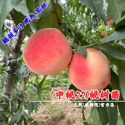 嫁接中桃22号桃苗特晚熟桃树果苗特大脆甜中秋国庆成熟南北方种植