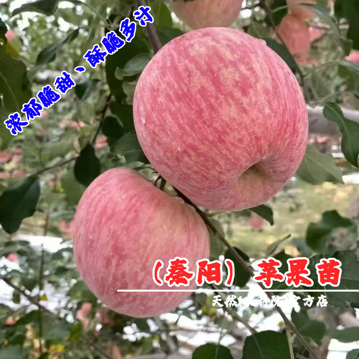 嫁接早熟秦阳苹果苗脆甜苹果树苗南北方种植耐寒地栽盆栽当年结果