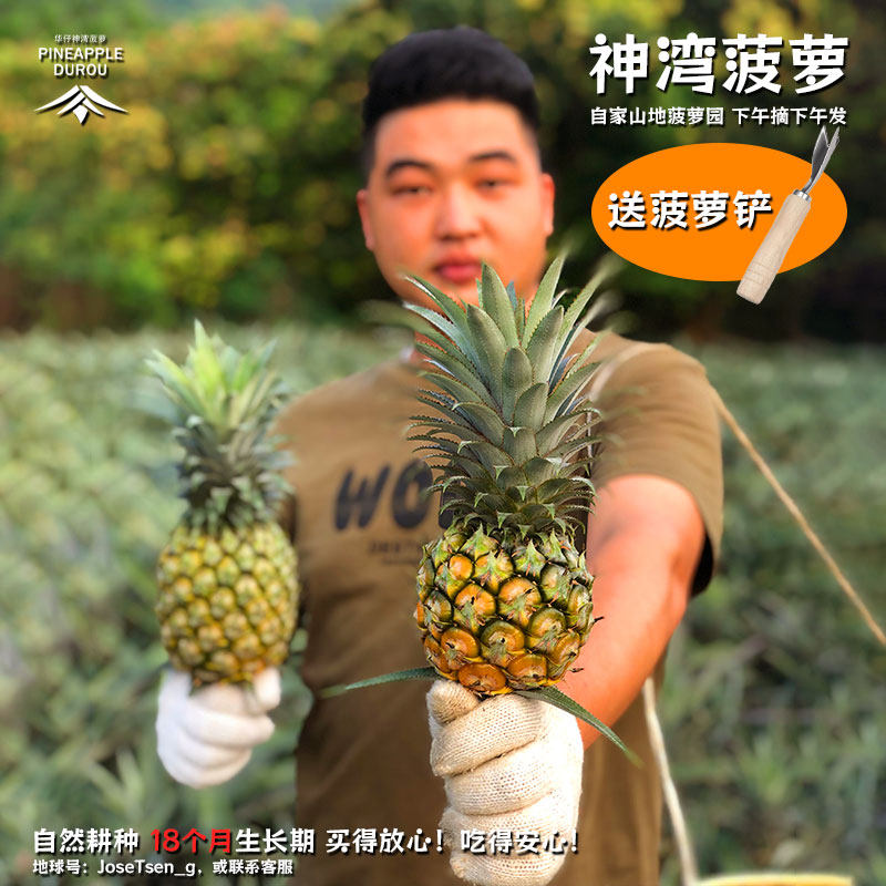 正宗神湾菠萝山地种植现摘现发图片