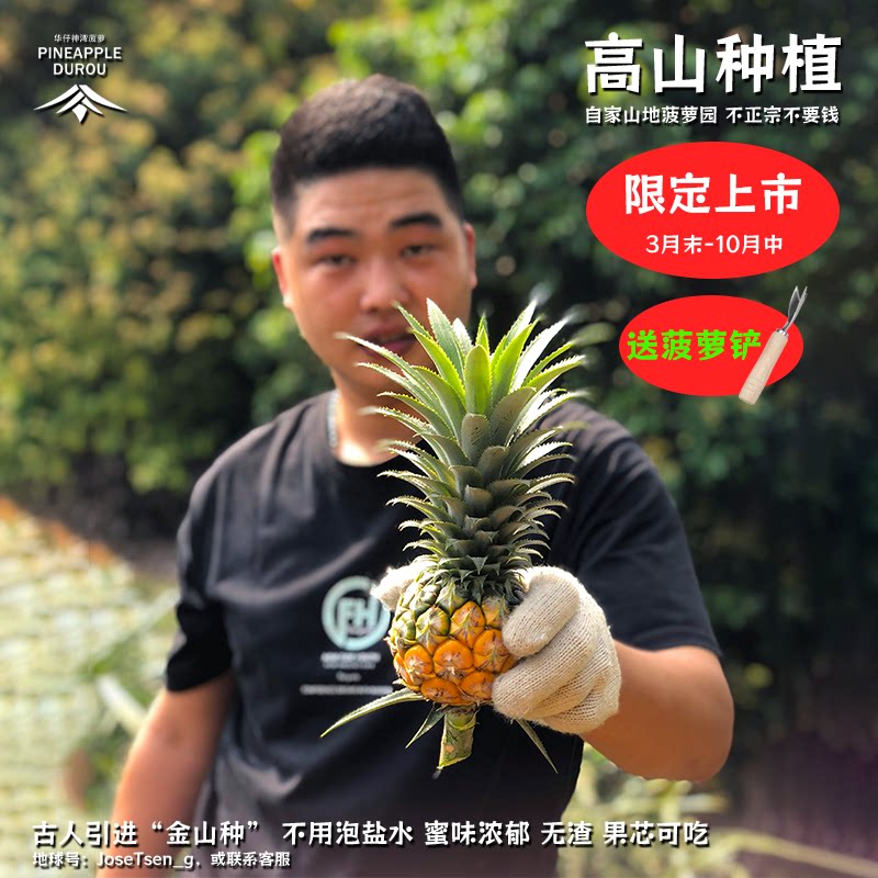 华仔神湾菠萝现摘现发坏果包赔图片