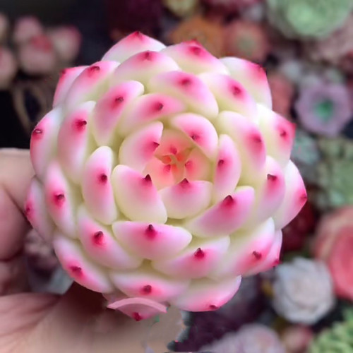水蜜桃吉娃娃多肉植物盆栽桃太郎超萌肉肉新手好养室内绿植花卉