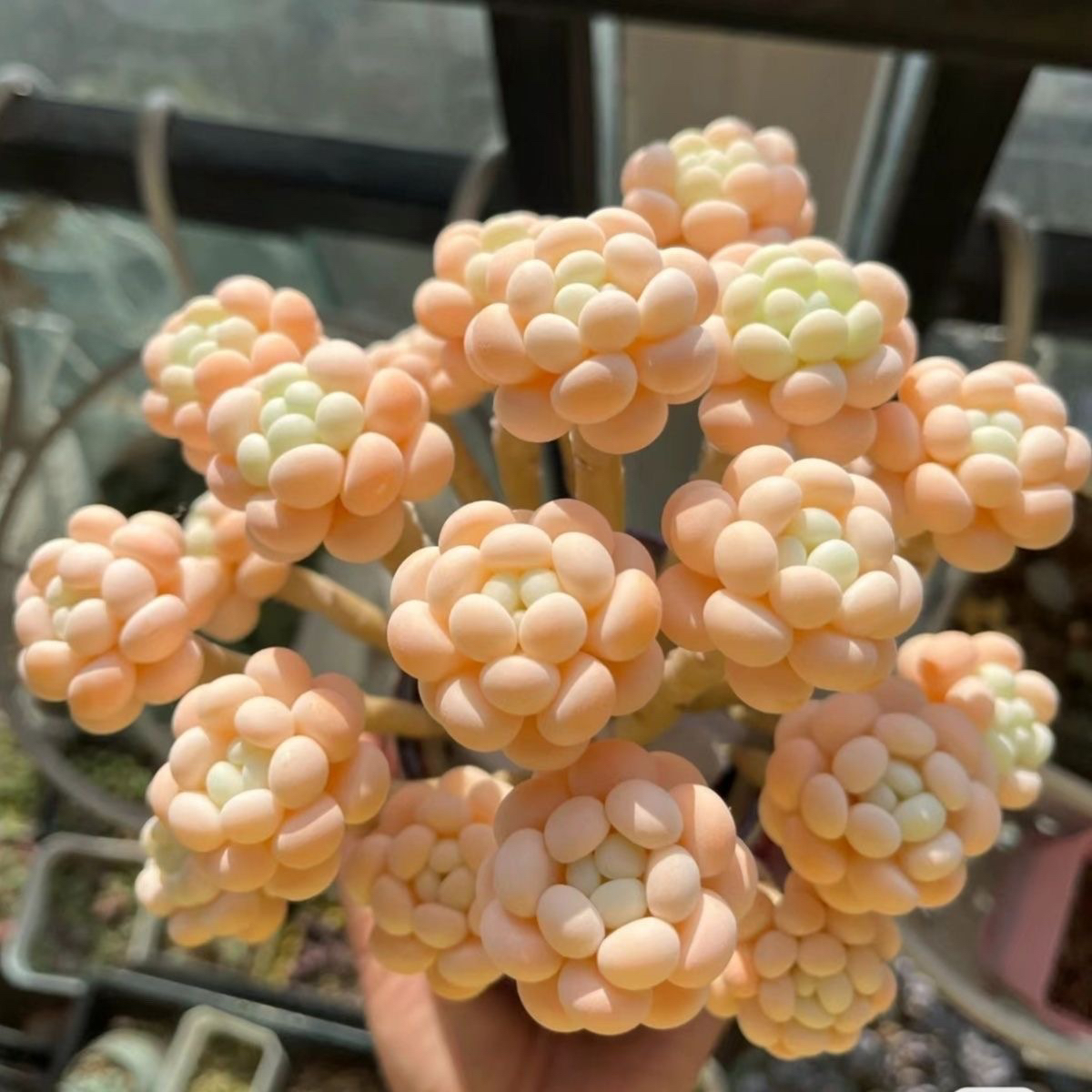 鱼子酱多肉老桩植物稀有花卉盆栽室内绿植创意多头肉肉新手防辐射