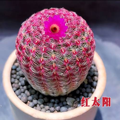 红太阳仙人球开花植物办公室盆栽防辐射好养活阳台花卉耐旱多肉