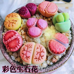 七彩色生石花母本大颗屁股花多肉植物试种盆栽室内办公室阳台好养