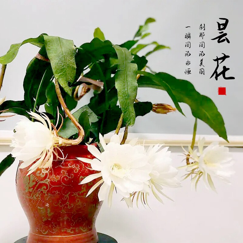 昙花盆栽室内阳台庭院植物好养护小叶鱼骨令箭昙花卷叶大叶昙花