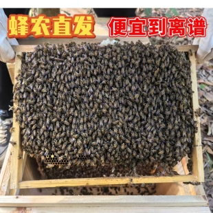 蜂王蜂群蜜蜂活群带蜂王子脾优质阿坝红环产卵强带箱笼蜂包活