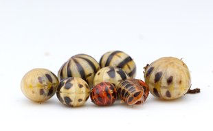 新品森林野人 蟠马陆迷你球马陆 千足虫 活体 另类宠物彩色球马陆