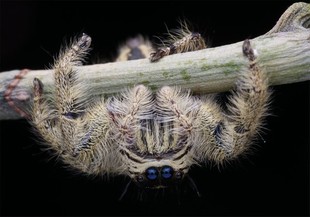 蜘蛛活体 宠物蜘蛛 宠物昆虫 斑腹蝇象跳蛛 森林野人