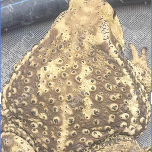 【顺丰包邮】哈士蟆海蟾蜍好养活活体药用的