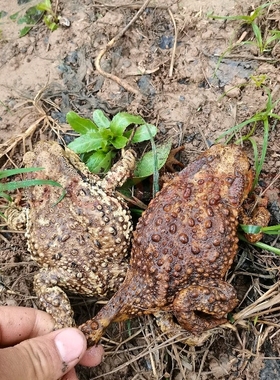 【顺丰】可药用哈士蟆（lai ha ma）沙蟾蜍（chan chu）可发活体